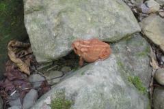 toad_20091021_1630396408