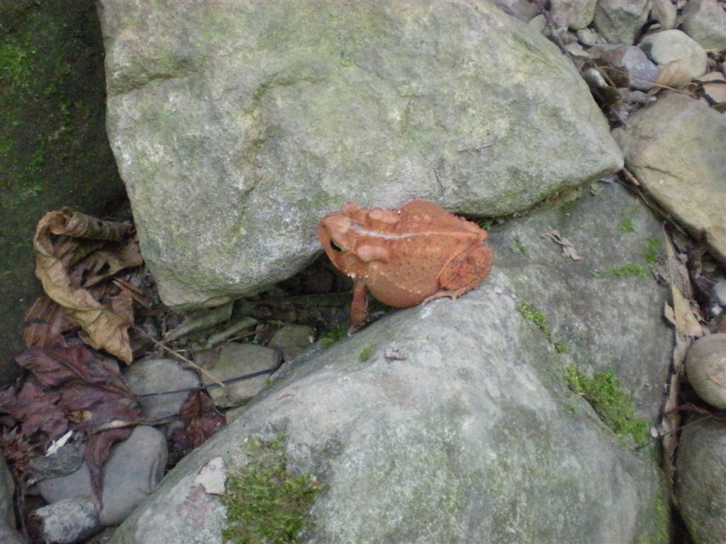 toad_20091021_1630396408
